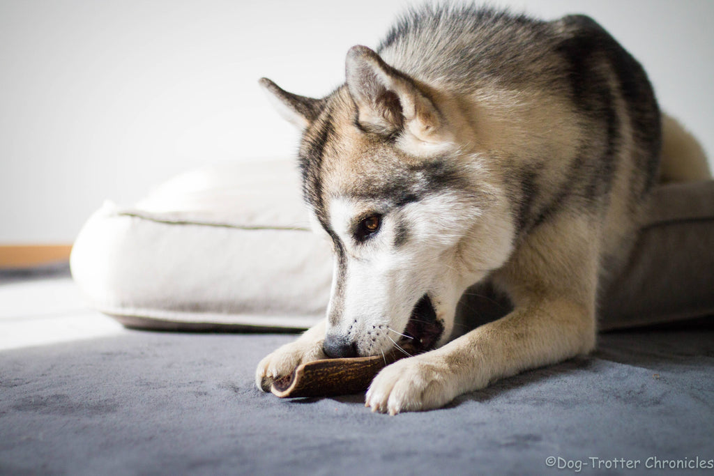 TOBY - Skivet hjortegevir til at tygge til hunde