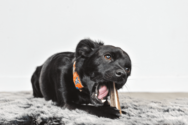 TOBY - Skivet hjortegevir til at tygge til hunde